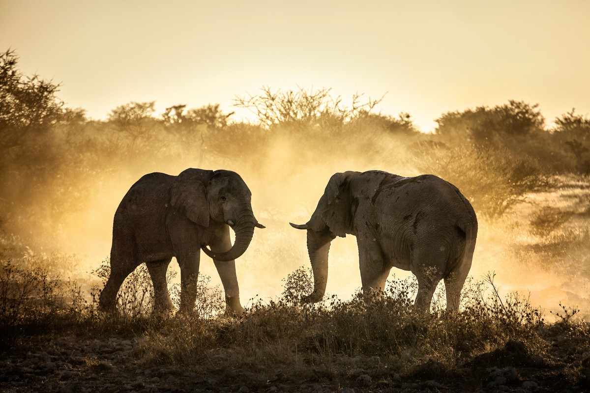 Safari wildlife viewing